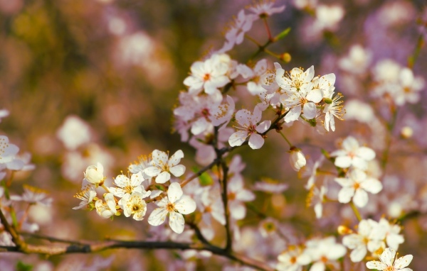 Цветущие ветки вишни весной в лучах солнца