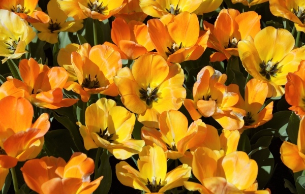 Распустившиеся оранжевые тюльпаны на клумбе