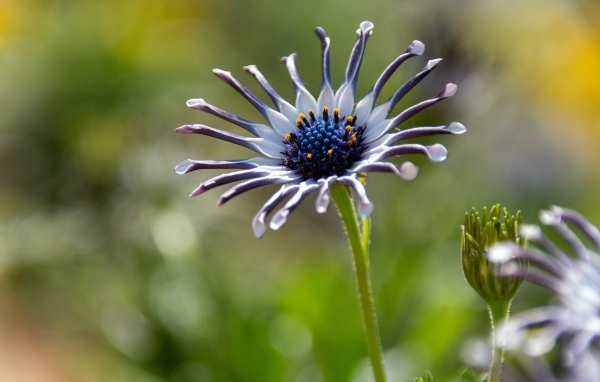 Распускающийся цветок остеоспермум