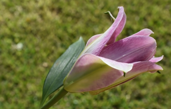 Распускающийся цветок розовой лилии