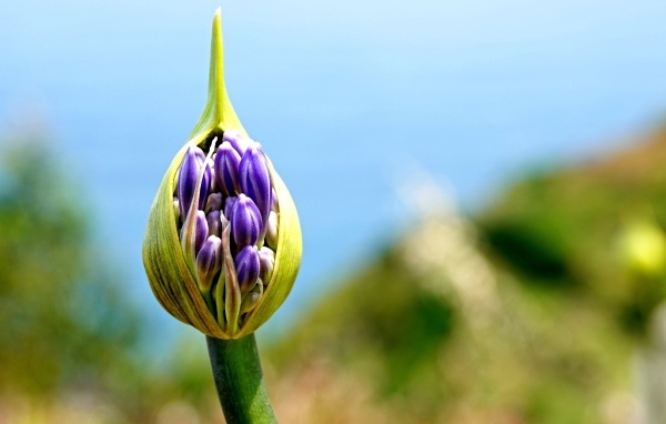 Голубая африканская лилия бутон