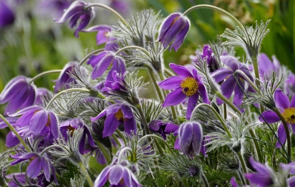 Синие цветы полевого прострела