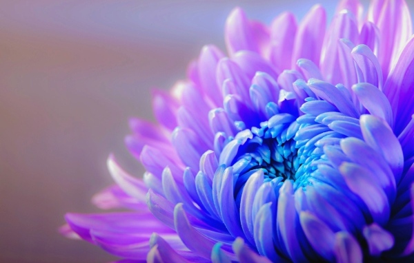 Голубой с розовым цветок хризантемы