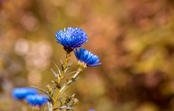 Синий осенний цветок сентябринка