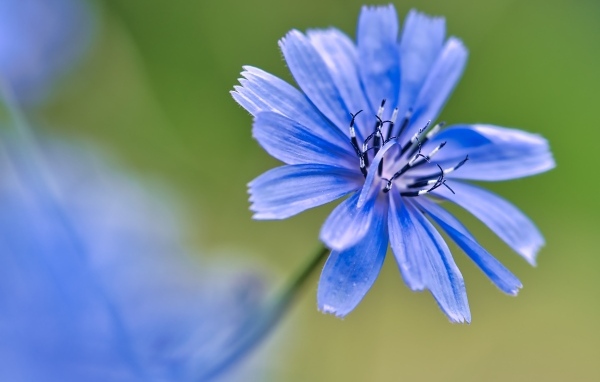 Синий цветок цикория крупным планом