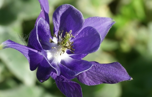 Синий цветок водосбора крупным планом