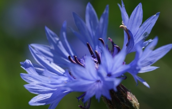 Цветок синего василька вблизи