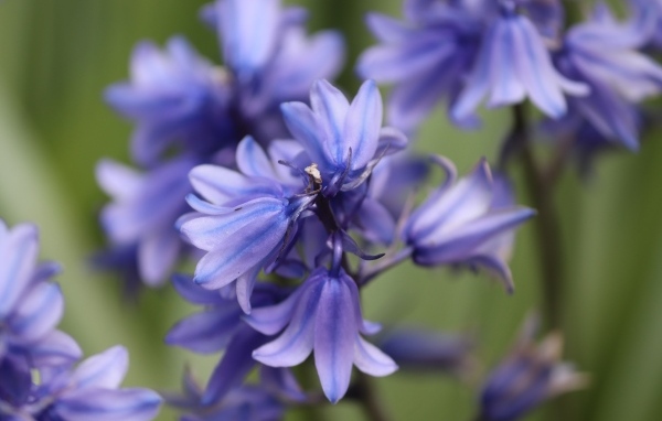 Синие цветы гиацинта вид сверху