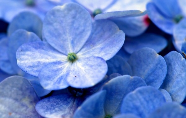 Синие цветы гортензии крупным планом