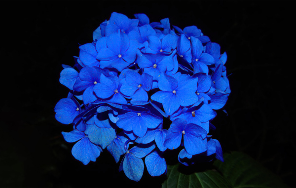 Синие цветы гортензии на черном фоне