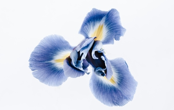 Синий цветок ириса на сером фоне