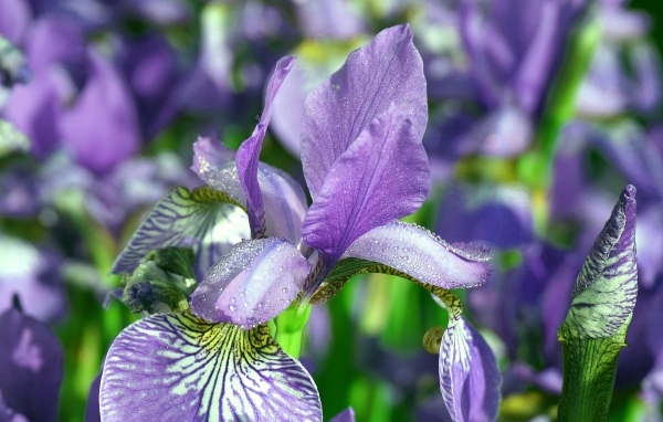 Синие цветы ириса с мокрыми лепестками