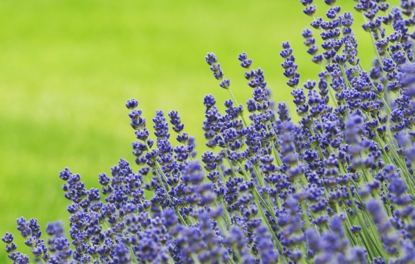Синие цветы лаванды на зеленом фоне