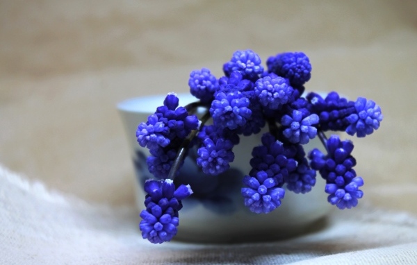Синие цветы мускари в белой вазе на столе