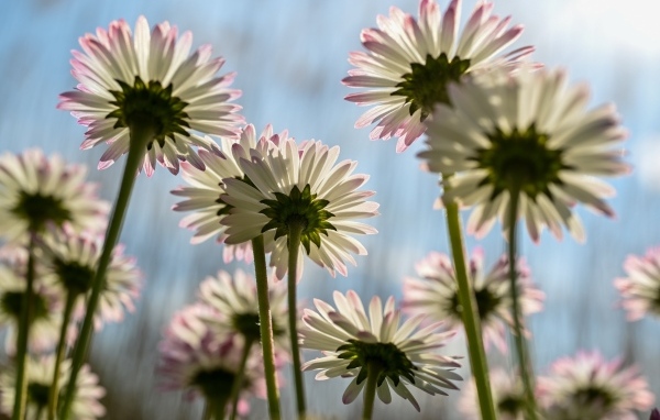 Вид снизу на маленькие цветы маргаритки