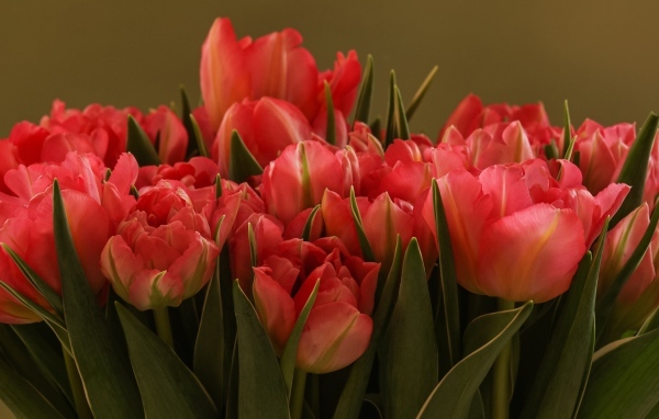 Букет красивых розовых тюльпанов с зелеными листьями