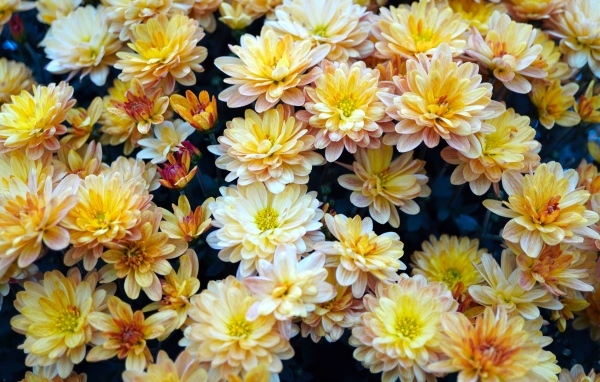 Букет оранжевых цветов хризантемы вблизи