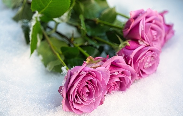 Букет розовых роз на снегу
