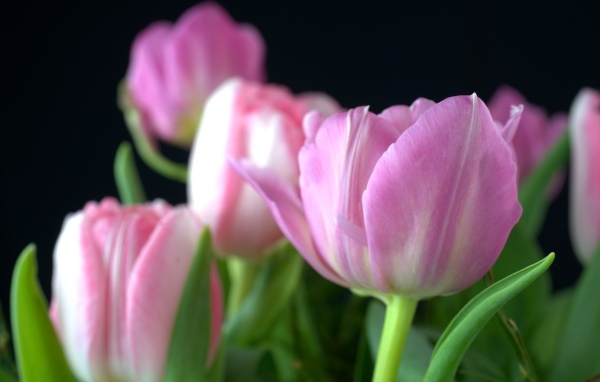 Букет из розовых тюльпанов на черном фоне вблизи