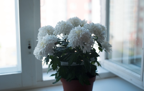 Букет белых хризантем на окне