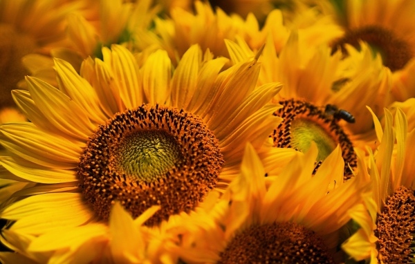 Букет из желтых цветов подсолнуха