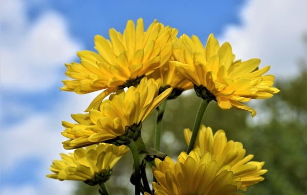 Ветка с желтыми цветами хризантемы