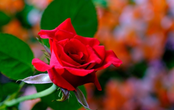 Яркая ароматная алая роза крупным планом