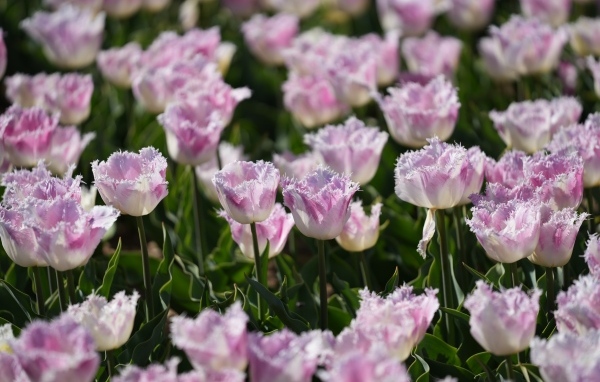 Яркие розовые тюльпаны на поле весной