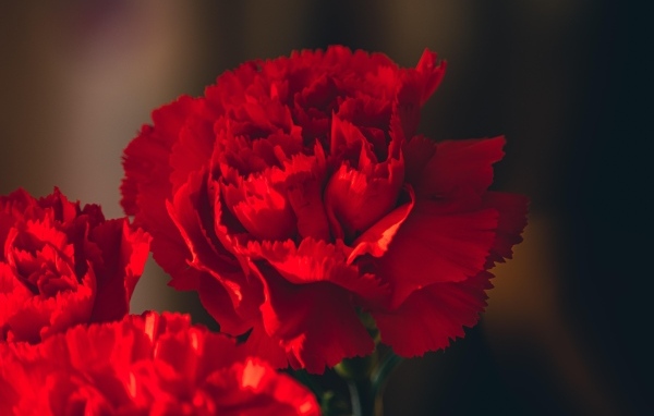 Яркие красные гвоздики крупным планом