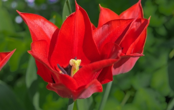 Яркие красные тюльпаны на клумбе