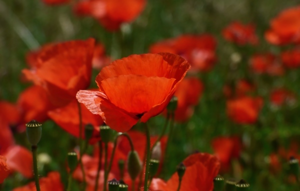 Яркий алый полевой мак в лучах солнца