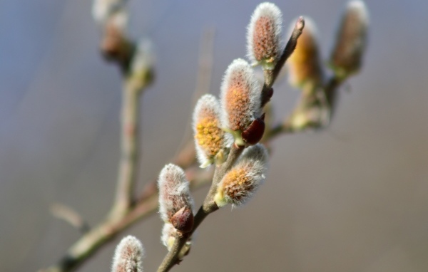 Бурая пушистая ветка вербы весной