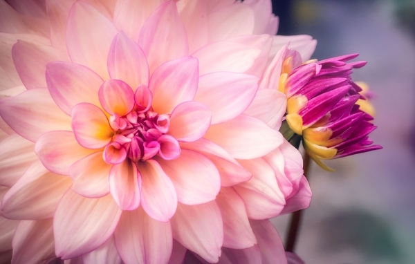 Бутон и распустившаяся георгина крупным планом