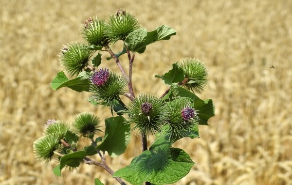 Цветы лопуха крупным планом