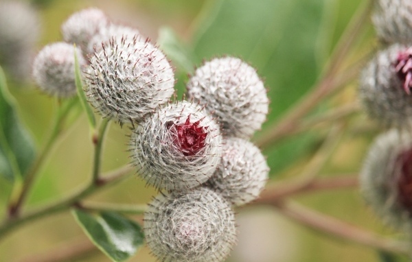 Цветы лопуха крупным планом