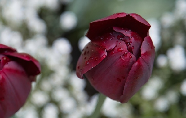 Бордовый тюльпан в каплях дождя