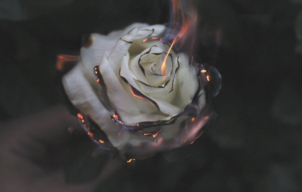 Опаленные лепестки белой розы