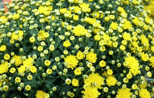 Куст распускающихся желтых цветов хризантемы