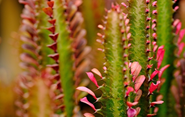 Кактус с красными лепестками крупным планом