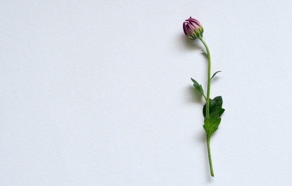 Цветок хризантемы на сером фоне