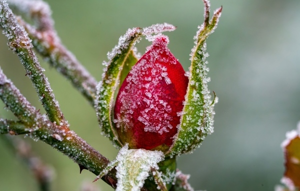 Покрытая холодным инеем роза зимой