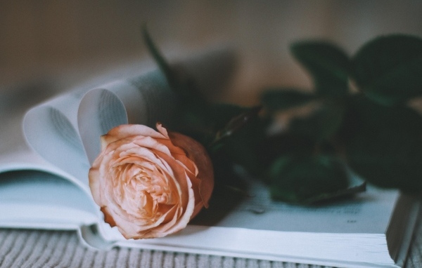 Кремовая роза лежит на книге