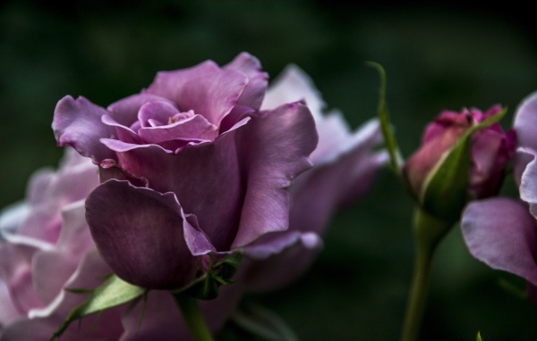 Кривые нежно розовые розы с бутонами