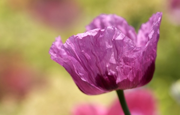 Милый сиреневый полевой мак