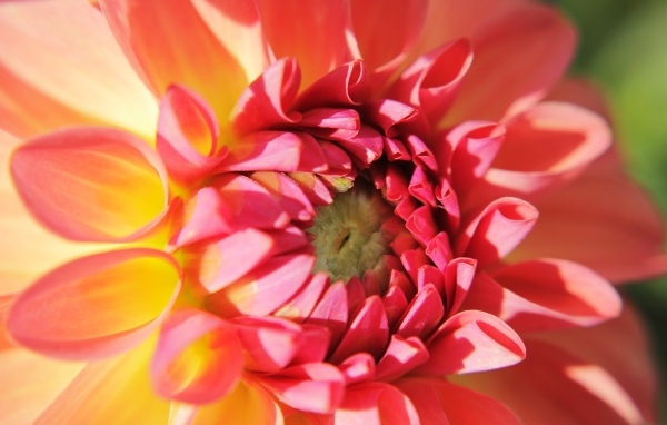 Цветок георгина крупным планом