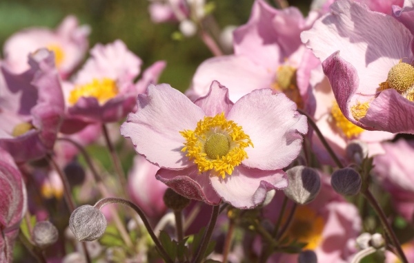 Нежные цветы анемона с бутонами крупным планом