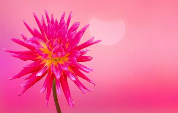 Нежный цветок георгина на розовом фоне