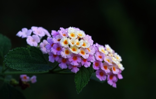 Нежный цветок лантана крупным планом