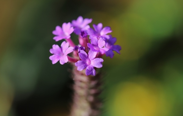 Нежный сиреневый цветок вербена жесткая