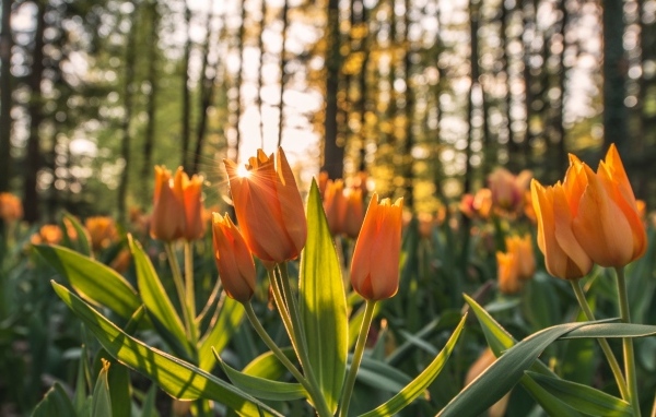 Нежные оранжевые тюльпаны в лучах солнца